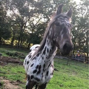 Meet your Posher, Tommie